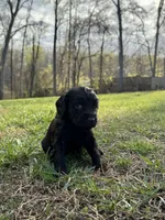 Boykin spaniel, a  Boykin Spaniel for sale in Holden Beach, NC – Photo 3 of 7