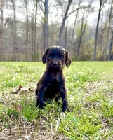 Boykin spaniel, a  Boykin Spaniel for sale in Holden Beach, NC – Photo 2 of 7