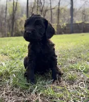 Boykin spaniel, a  Boykin Spaniel for sale in Holden Beach, NC – Photo 4 of 7