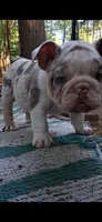 Aqua eyes Lilac chocolate merle Dior , a female English Bulldog for sale in Mansfield Center, MA – 4 of 6