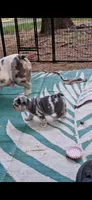 Ariel black silver merle tri with blue eyes, a female English Bulldog for sale in Mansfield Center, MA – 10 of 10
