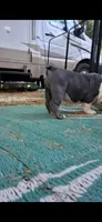 Evelly blue seal tri , a female English Bulldog for sale in Mansfield Center, MA – 6 of 6
