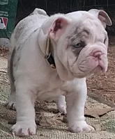 Pheona lilac chocolate merle tri blue eyes, a female English Bulldog for sale in Mansfield Center, MA – 5 of 5