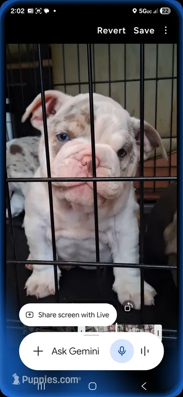 Aqua eyes Lilac merle Dior  – English Bulldog puppy for sale in Mansfield Center, MA