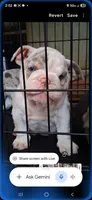 Aqua eyes Lilac chocolate merle Dior , a female English Bulldog for sale in Mansfield Center, MA – 1 of 6