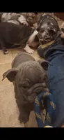 Teakie, a female English Bulldog for sale in Mansfield Center, MA – 4 of 6
