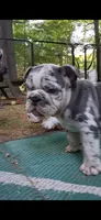 Plato, a male English Bulldog for sale in Mansfield Center, MA – 6 of 9