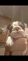 Evelly blue seal tri , a female English Bulldog for sale in Mansfield Center, MA – 3 of 6