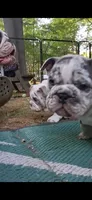 Plato, a male English Bulldog for sale in Mansfield Center, MA – 7 of 9