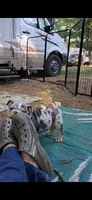 Halo blue silver merle chocolate tri suited , a male English Bulldog for sale in Mansfield Center, MA – 4 of 8