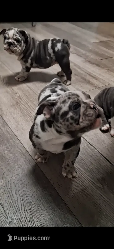 Genghis black silver merle tri with blue eyes – English Bulldog puppy for sale in Mansfield Center, MA
