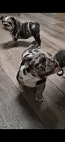 Genghis black silver merle tri, a male English Bulldog for sale in Mansfield Center, MA – 5 of 7