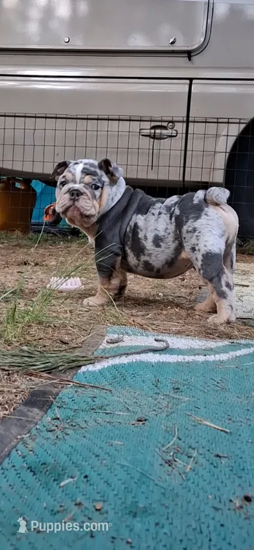 Halo blue silver merle chocolate tri suited  – English Bulldog puppy for sale in Mansfield Center, MA