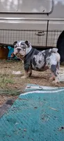 Halo blue silver merle chocolate tri suited , a male English Bulldog for sale in Mansfield Center, MA – 1 of 8