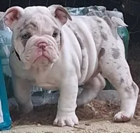 Pheona lilac chocolate merle tri blue eyes, a female English Bulldog for sale in Mansfield Center, MA – 3 of 5