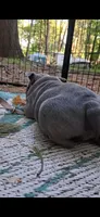 Teakie, a female English Bulldog for sale in Mansfield Center, MA – 6 of 6
