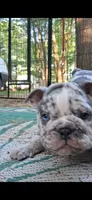 Plato, a male English Bulldog for sale in Mansfield Center, MA – 5 of 9