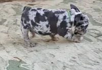 Ariel black silver merle tri with blue eyes, a female English Bulldog for sale in Mansfield Center, MA – 9 of 10