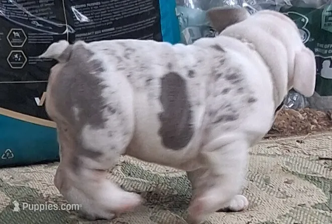 Pheona lilac chocolate merle tri blue eyes, a female English Bulldog for sale in Mansfield Center, MA – 1 of 5