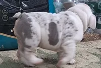 Pheona lilac chocolate merle tri blue eyes, a female English Bulldog for sale in Mansfield Center, MA – 1 of 5