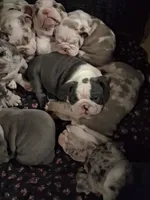 Evelly blue seal tri , a female English Bulldog for sale in Mansfield Center, MA – 2 of 6