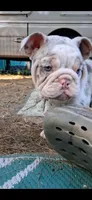 Aqua eyes Lilac chocolate merle Dior , a female English Bulldog for sale in Mansfield Center, MA – 3 of 6