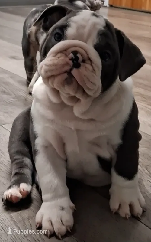 Evelly blue seal tri  – English Bulldog puppy for sale in Mansfield Center, MA