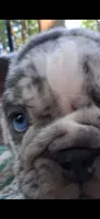 Plato, a male English Bulldog for sale in Mansfield Center, MA – 8 of 9
