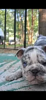 Genghis black silver merle tri, a male English Bulldog for sale in Mansfield Center, MA – 4 of 7