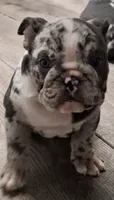 Genghis black silver merle tri, a male English Bulldog for sale in Mansfield Center, MA – 1 of 7