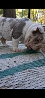 Aqua eyes Lilac chocolate merle Dior , a female English Bulldog for sale in Mansfield Center, MA – 5 of 6