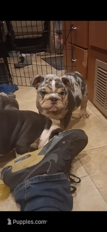Halo blue silver merle chocolate tri suited – English Bulldog puppy for sale in Mansfield Center, MA