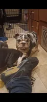 Halo blue silver merle chocolate tri suited , a male English Bulldog for sale in Mansfield Center, MA – 7 of 8