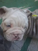 Aqua Lilac merle tri, a female English Bulldog for sale in Mansfield Center, MA – 2 of 6