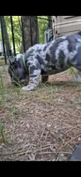 Genghis black silver merle tri, a male English Bulldog for sale in Mansfield Center, MA – 7 of 7