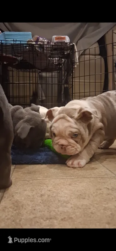 Penelope Lilac chocolate merle tri aqua eyes – English Bulldog puppy for sale in Mansfield Center, MA