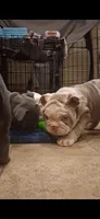 Aqua Lilac merle tri, a female English Bulldog for sale in Mansfield Center, MA – 5 of 6