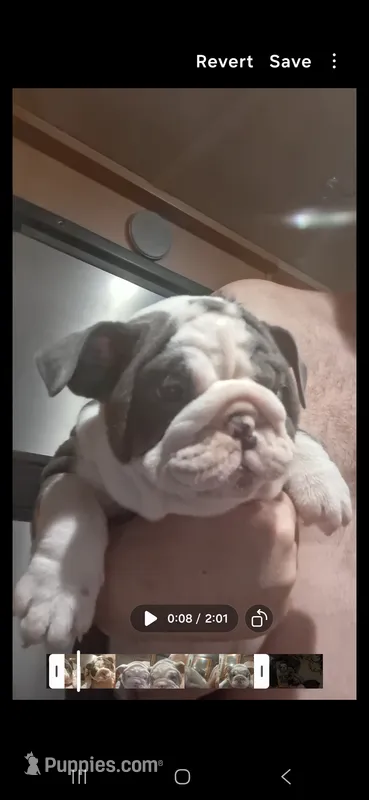 Evelly blue seal tri – English Bulldog puppy for sale in Mansfield Center, MA