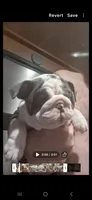 Evelly blue seal tri , a female English Bulldog for sale in Mansfield Center, MA – 4 of 6