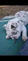 Aqua eyes Lilac chocolate merle Dior , a female English Bulldog for sale in Mansfield Center, MA – 6 of 6