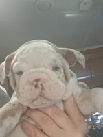 Aqua Lilac merle tri, a female English Bulldog for sale in Mansfield Center, MA – 3 of 6