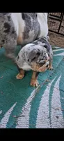 Halo blue silver merle chocolate tri suited , a male English Bulldog for sale in Mansfield Center, MA – 2 of 8