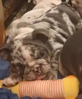 Ariel black silver merle tri with blue eyes, a female English Bulldog for sale in Mansfield Center, MA – 8 of 10