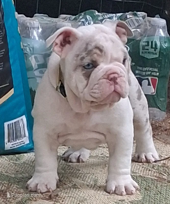 Pheona – English Bulldog puppy for sale in Mansfield Center, MA