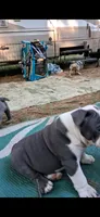 Evelly blue seal tri , a female English Bulldog for sale in Mansfield Center, MA – 5 of 6