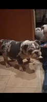 Halo blue silver merle chocolate tri suited , a male English Bulldog for sale in Mansfield Center, MA – 5 of 8