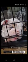 Pheona lilac chocolate merle tri blue eyes, a female English Bulldog for sale in Mansfield Center, MA – 7 of 7