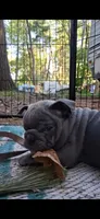 Teakie, a female English Bulldog for sale in Mansfield Center, MA – 3 of 6
