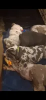 Ariel black silver merle tri with blue eyes, a female English Bulldog for sale in Mansfield Center, MA – 6 of 10