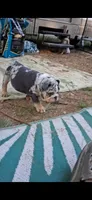 Halo blue silver merle chocolate tri suited , a male English Bulldog for sale in Mansfield Center, MA – 3 of 8